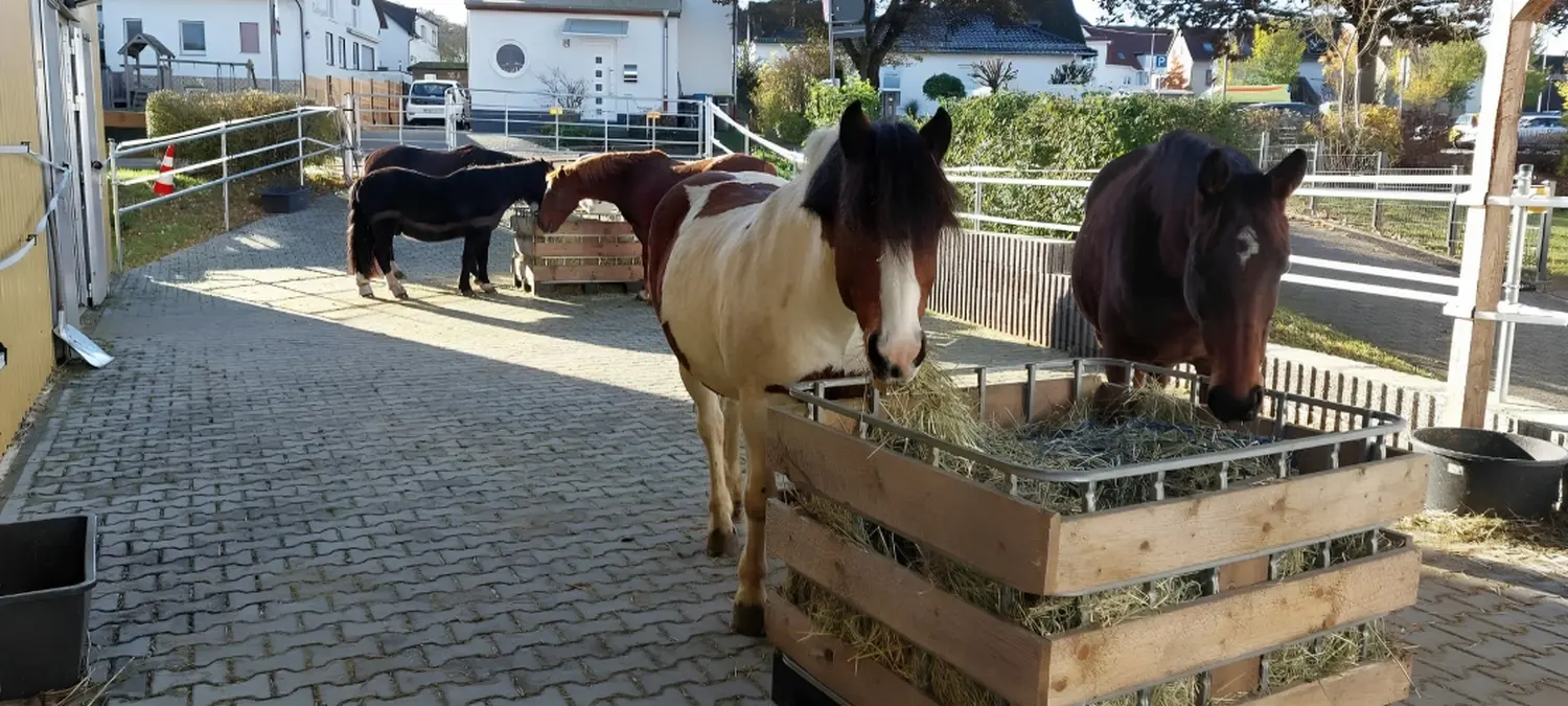 Großer Laufstall von Reitstall Presber