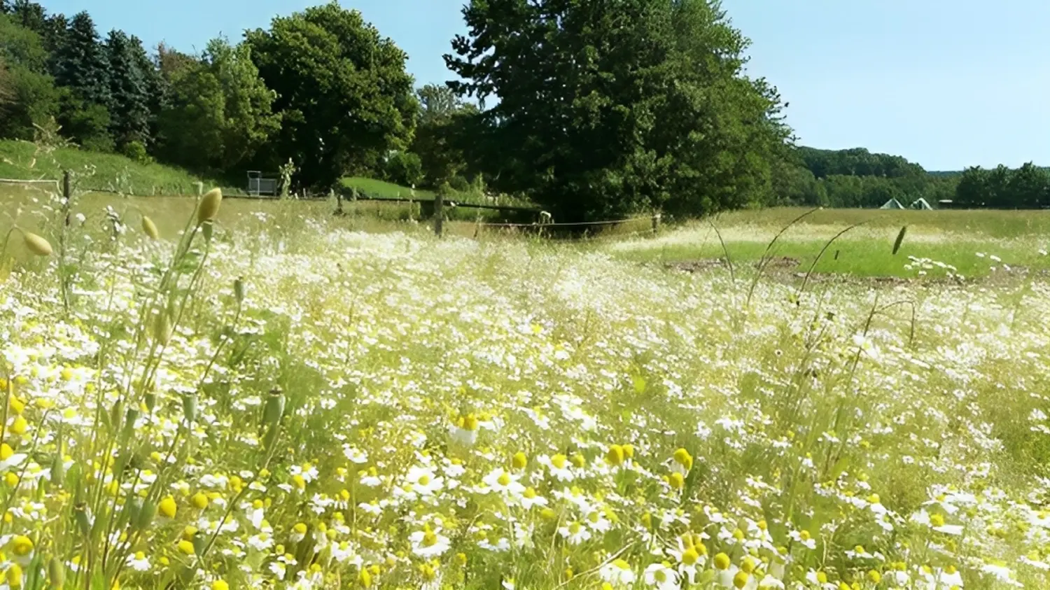 Rentnerpferde von Reitstall Presber