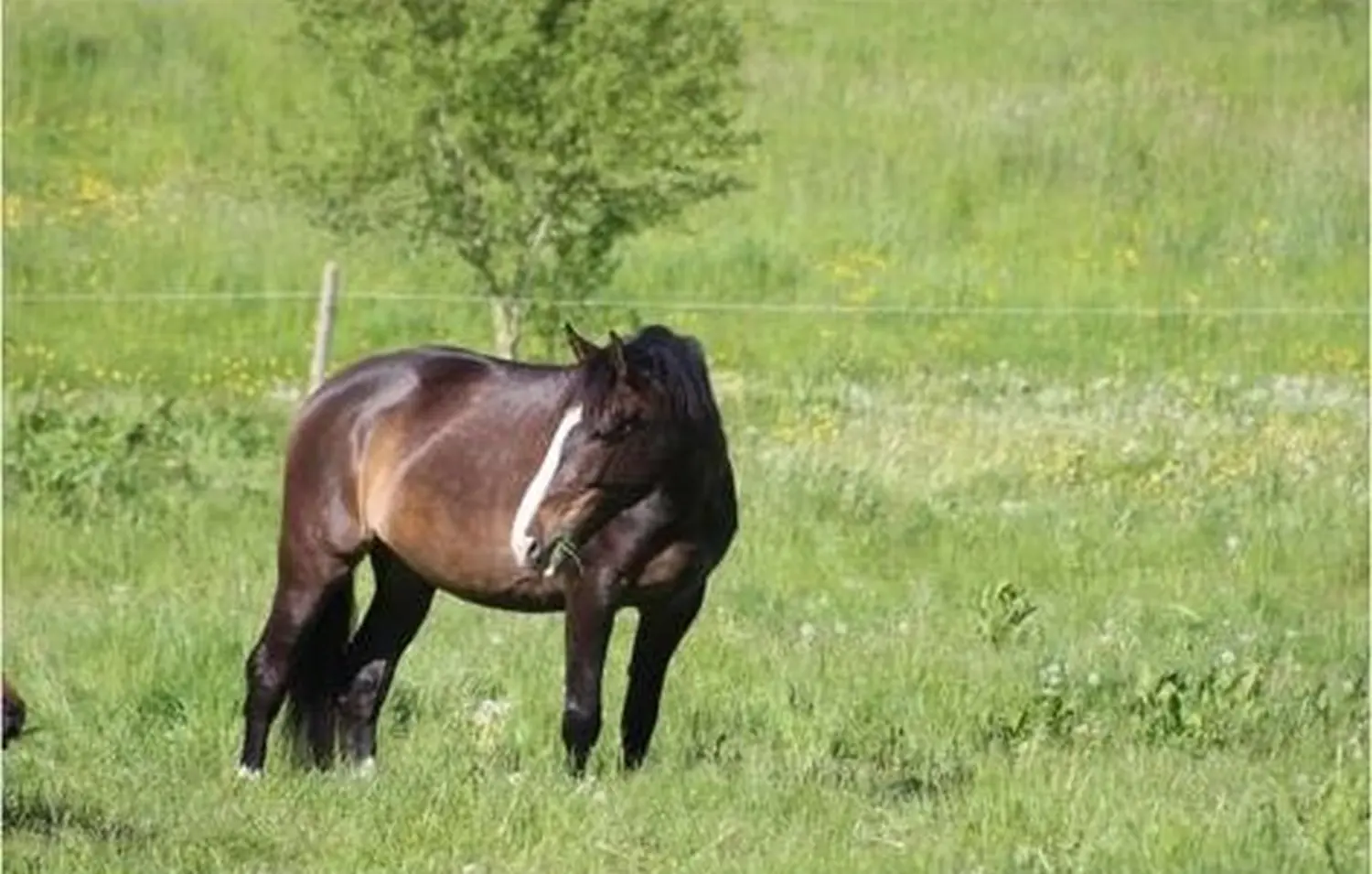 Pferde Reitstall Presber