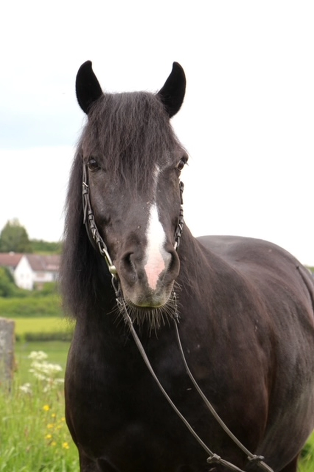 Pony-Power mit Herz logo