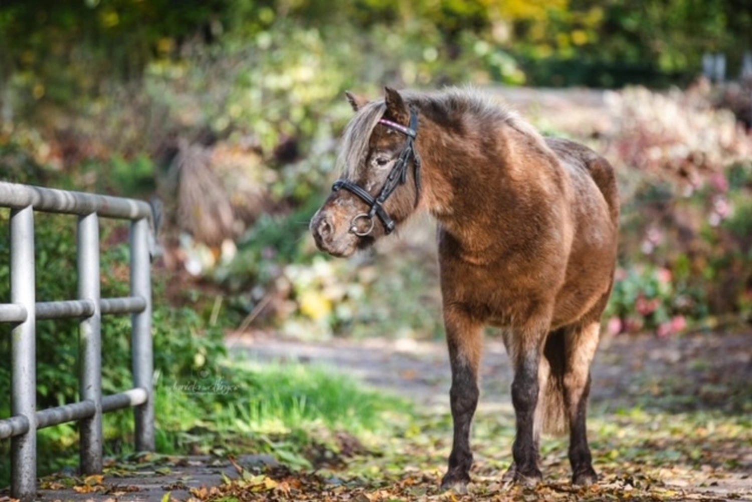 Pony-Power mit Herz logo