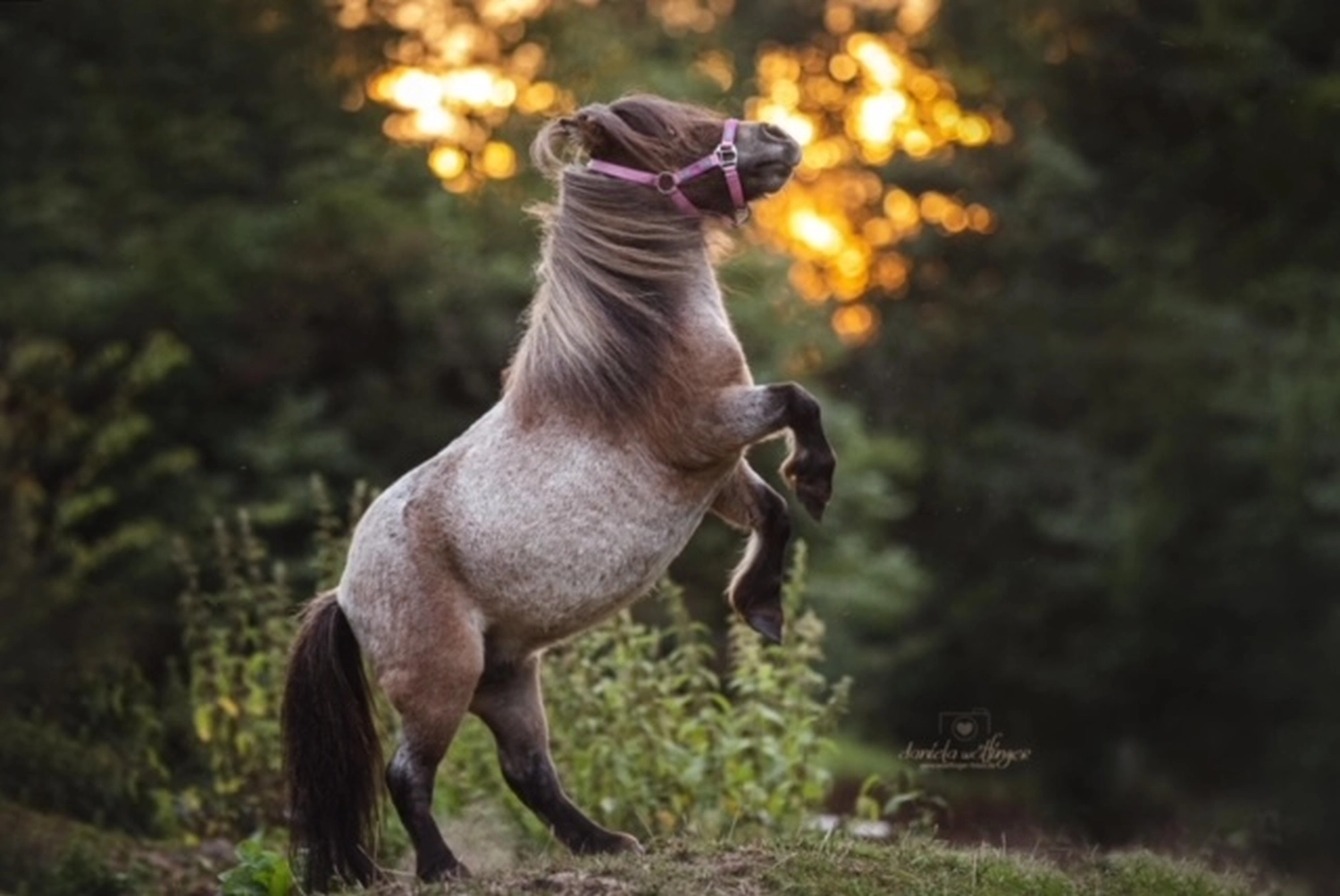 Pony-Power mit Herz logo