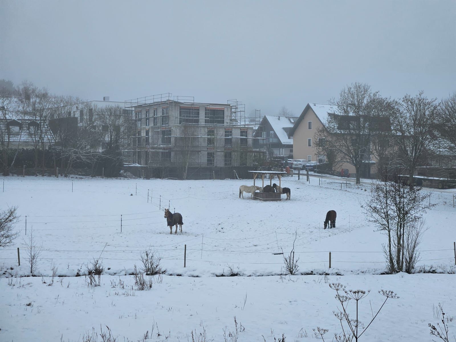 Rentnerpferde von Reitstall Presber